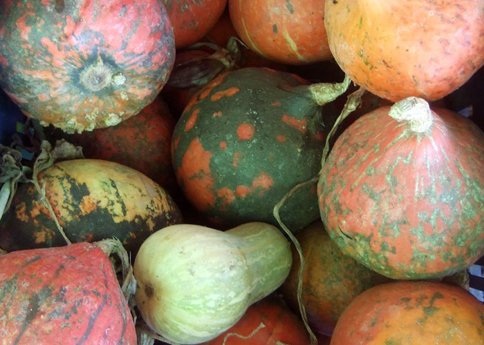 Productos ecológicos de temporada